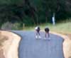 Feature image for Soldier Hollow Expands Rollerski Loop